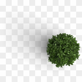 Transparent Plant Png - Plant Top View Png, Png Download - tree top view png