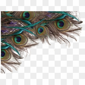 Peacock Png Transparent Images - Png Format Peacock Feather Png, Png Download - peacock png