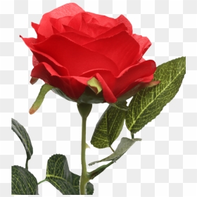 Single Rose Stem Red - Floribunda, HD Png Download - single rose png