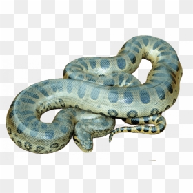 Anaconda Png, Transparent Png - rattlesnake png