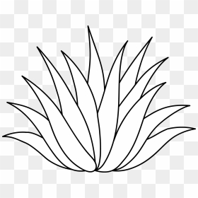 Image Freeuse Download Agave Vector Plant - Agave Plant Clip Art, HD Png Download - agave png