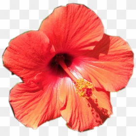 Transparent Tropical Flower Png, Png Download - tropical flowers png