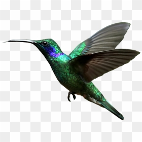 Transparent Background Humming Birds Png, Png Download - hummingbird png