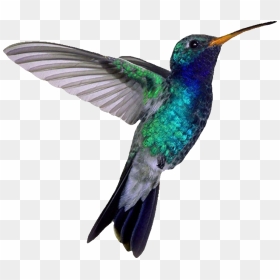 Transparent Background Humming Birds Png, Png Download - hummingbird png