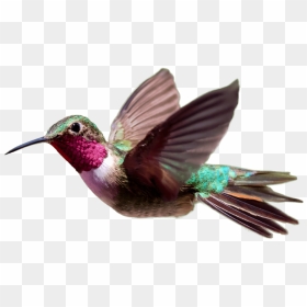 Hummingbird Png Transparent Hd Photo - Transparent Background Hummingbird Png, Png Download - hummingbird png