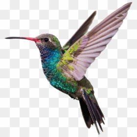 Hummingbird Png, Transparent Png - hummingbird png