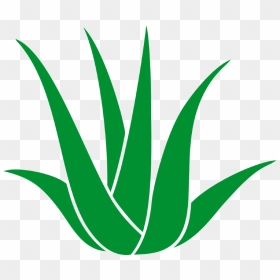 Good Medical Balance Center Chemnitz In Chemnitz With - Agave Clipart, HD Png Download - agave png