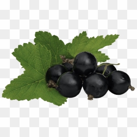 Blackcurrant Png High Quality Image - Currant Leaves Png, Transparent Png - grape vine png
