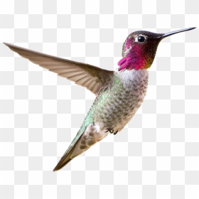 Hummingbird Png - Hummingbird Png Transparent Background, Png Download - hummingbird png