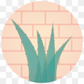 Aloe Vera A Miracle For Health, HD Png Download - agave png