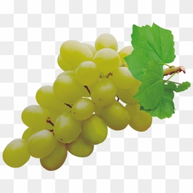 Grapes Png Pic - Grape Transparent, Png Download - grape vine png