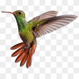 Hummingbird Png Transparent, Png Download - hummingbird png