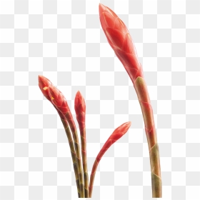 Artificial Flower , Png Download - Artificial Flower, Transparent Png - tropical flowers png