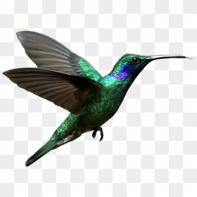 Hummingbird Png Free Image Download - Hummingbird Png, Transparent Png - hummingbird png