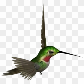 Hummingbird Png - Hummingbird Clipart, Transparent Png - hummingbird png