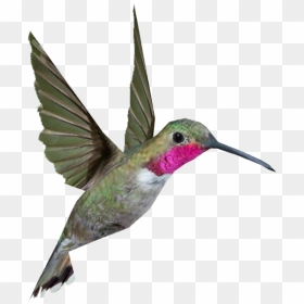 Hummingbird Png - Ruby Throated Hummingbird Png, Transparent Png - hummingbird png