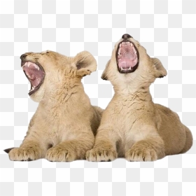 Lion Cub Png Download Image - Lion Cub Png, Transparent Png - lion roar png