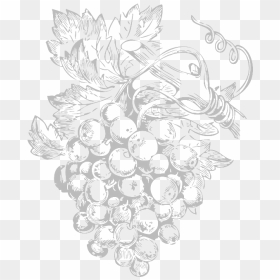 Vines - Line Art Of Grapes, HD Png Download - grape vine png