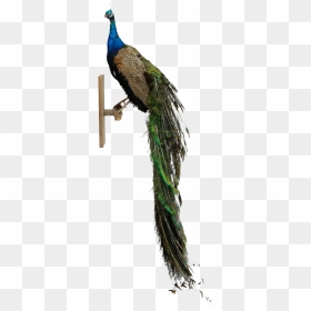 Peafowl, HD Png Download - peacock png