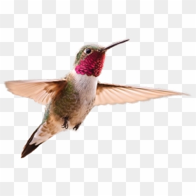 Hummingbird Transparent Image, HD Png Download - hummingbird png
