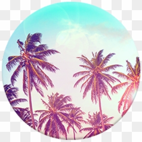 Transparent Palm Tree Top View Png - Palm Tree Popsocket, Png Download - tree top view png