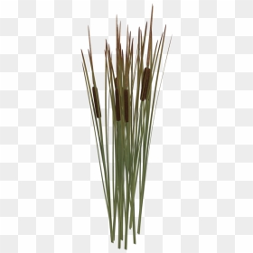 Reeds Png Transparent Reeds Images - Reed Png, Png Download - crystal reed png