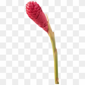 Colombian Flower Bud Tropical, HD Png Download - tropical flowers png