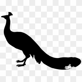 Peacock , Png Download - Peacock, Transparent Png - peacock png