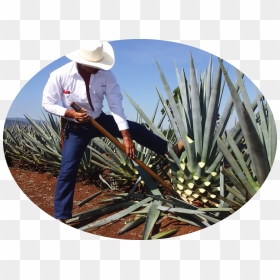 Plant Harvest - Mexico Tequila Agave, HD Png Download - agave png