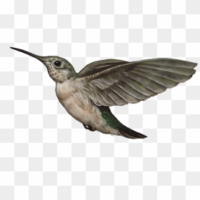 Hummingbird Png , Png Download - Portable Network Graphics, Transparent Png - hummingbird png