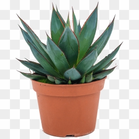 Agave, HD Png Download - agave png