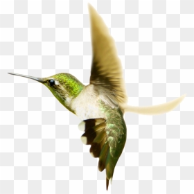 Hummingbird Png Transparent Images - Hummingbirds, Png Download - hummingbird png