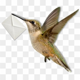 Ruby-throated Hummingbird , Png Download - Ruby-throated Hummingbird, Transparent Png - hummingbird png