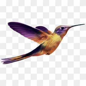 Download Hummingbird Png Images Background - Les Oiseaux En Png, Transparent Png - hummingbird png