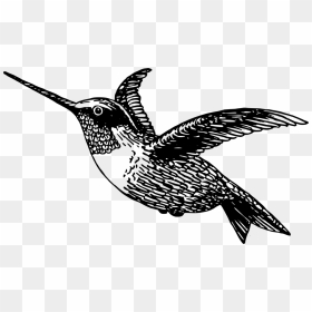 Black-chinned Hummingbird Drawing Black And White Free - Clipart Humming Bird Black And White, HD Png Download - hummingbird png