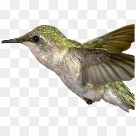 Hummingbird Png Transparent Images - Bird, Png Download - hummingbird png