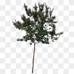 Pond Pine , Png Download - Lagerstroemia Indica Tree Png, Transparent Png - indica png