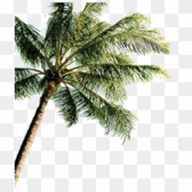 Island With Coconut Trees Png , Png Download - Tropical Palm Tree Beach Png, Transparent Png - coconut trees png