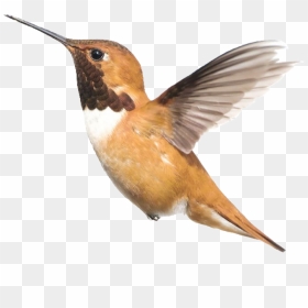 Kek Amsterdam Vogel, HD Png Download - hummingbird png