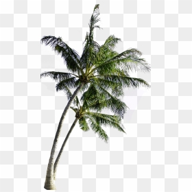 Transparent Palm Tree Border Png - Transparent Coconut Tree Png, Png Download - coconut trees png