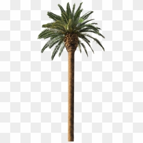 Trees Similar To Coconut Tree , Png Download - Similar To Coconut Tree, Transparent Png - coconut trees png