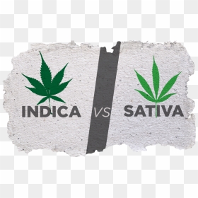 Indica And Sativa Cannabis Plant - Indica Vs Sativa Png, Transparent Png - indica png