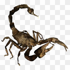 Scorpion No Background - Scorpion Transparent Background, HD Png Download - no transparent png