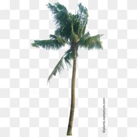 Cocos Nucifera Png, Transparent Png - coconut trees png