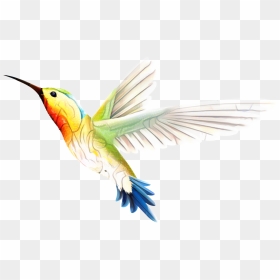 Hummingbird Vector Png, Transparent Png - hummingbird png