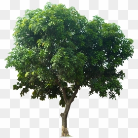 Mangifera Indica Png - Mango Tree Transparent, Png Download - indica png