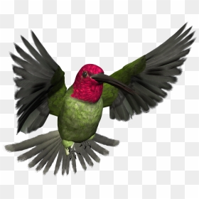 Hummingbird Png Pic - High Resolution Png Images Free Download, Transparent Png - hummingbird png
