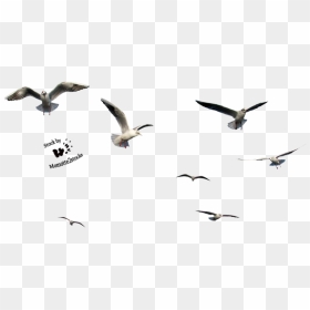 Flying Bird Png File - Birds Flying Gif Transparent, Png Download - colorful flying birds png
