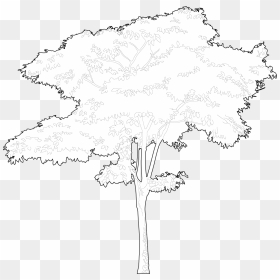 Illustration, HD Png Download - tree plan png free download