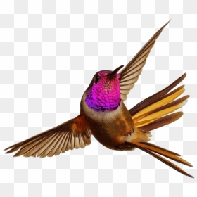 #bird #sky #animal #fly #colorful - Hummingbird Bahamas, HD Png Download - colorful flying birds png